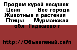 Продам курей несушек › Цена ­ 350 - Все города Животные и растения » Птицы   . Мурманская обл.,Гаджиево г.